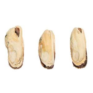 Freeze-Dried Green Mussels